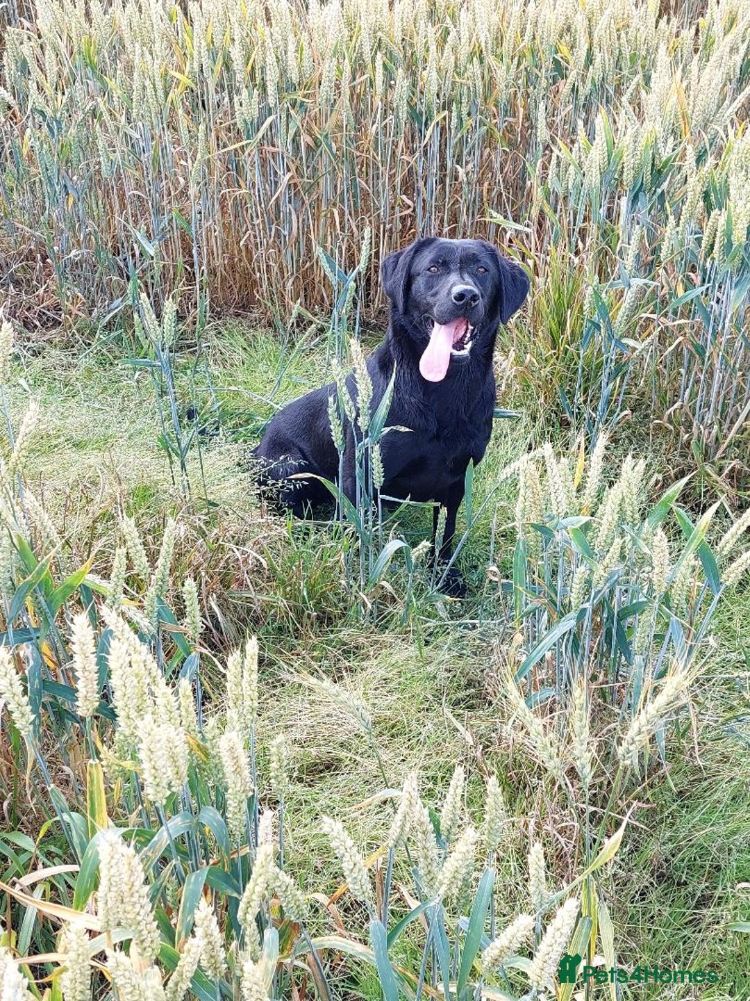 Labrador Retriever dogs for sale: RUBY Black Strong lab bitch  - Image 4