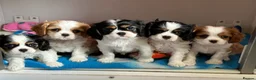 Cavalier King Charles Spaniel dogs for stud: KC Reg Health Tested Excellent Pedigrees for STUD in Nottingham - Advert 22