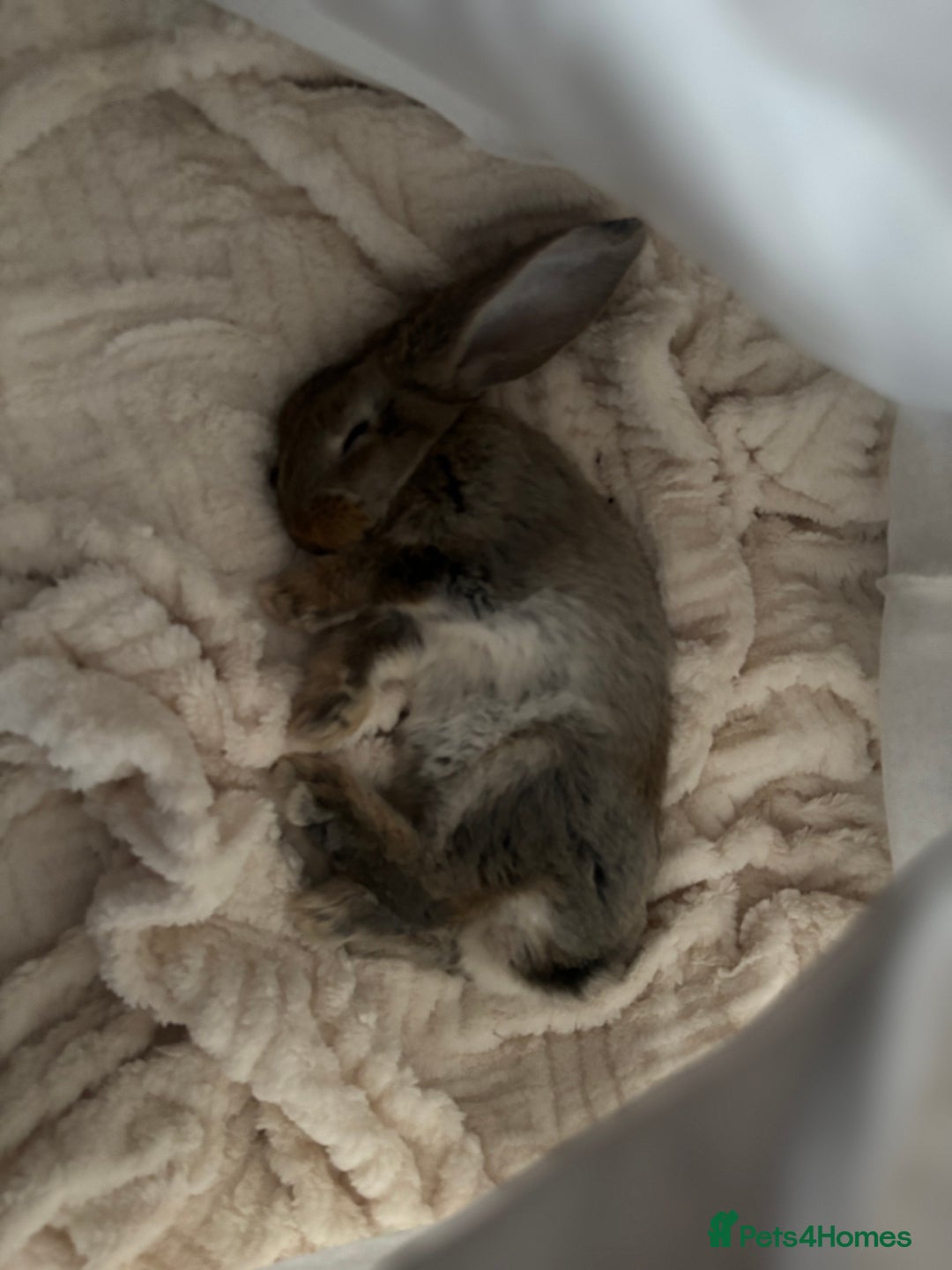 Continental Giant rabbits for sale: Míro The Continental Giant Rabbit - Advert 19