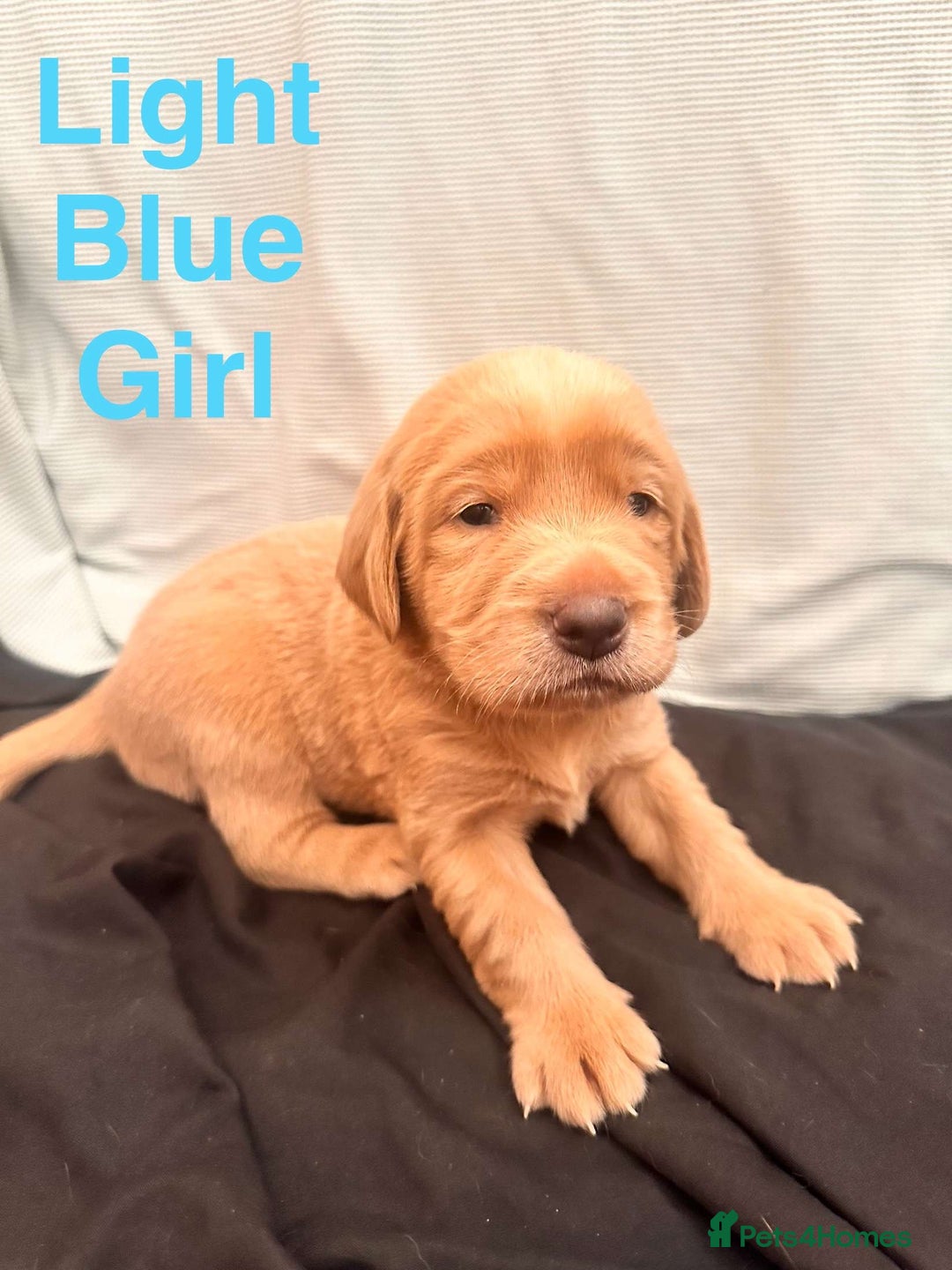 Labrador Retriever dogs for sale: Stunning Labrador Puppy's ( 4 girls, 3 boys ) - Image 22