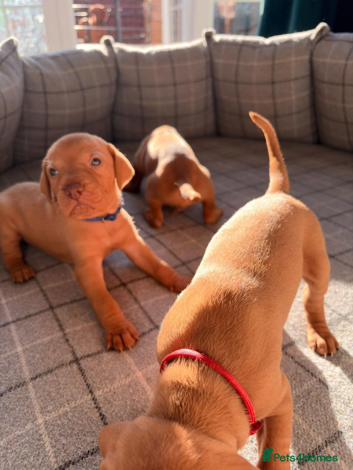 Hungarian Vizsla dogs KC Reg 5th Gen Hungarian Vizsla Puppies 0.9% COI  - Advert 2