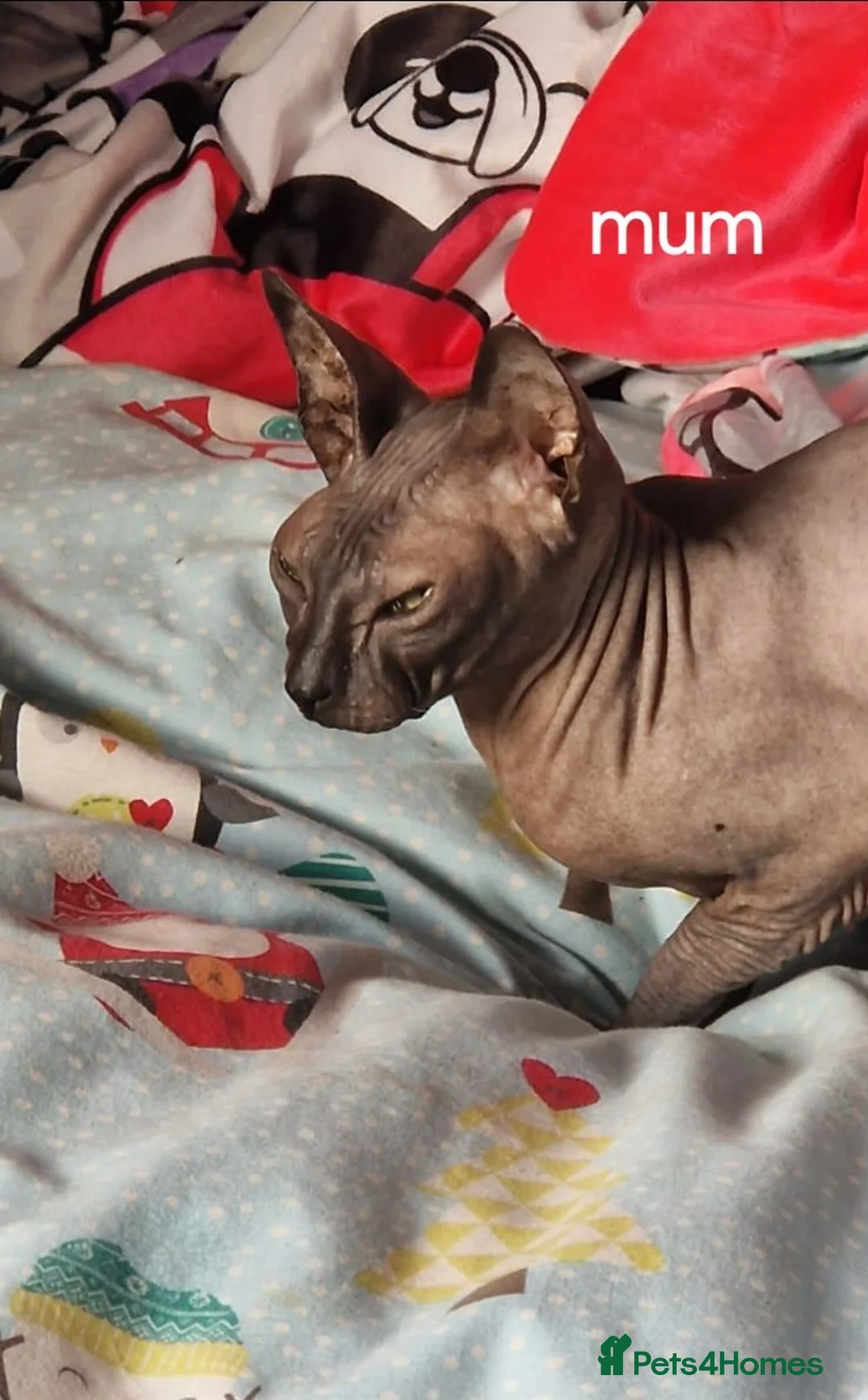 Sphynx cats for sale: Rare Sphynx x Donskoy kittens  - Advert 22