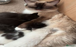 Ragdoll cats for sale: Ragdol mix 4 girls 1 boy - Image 16