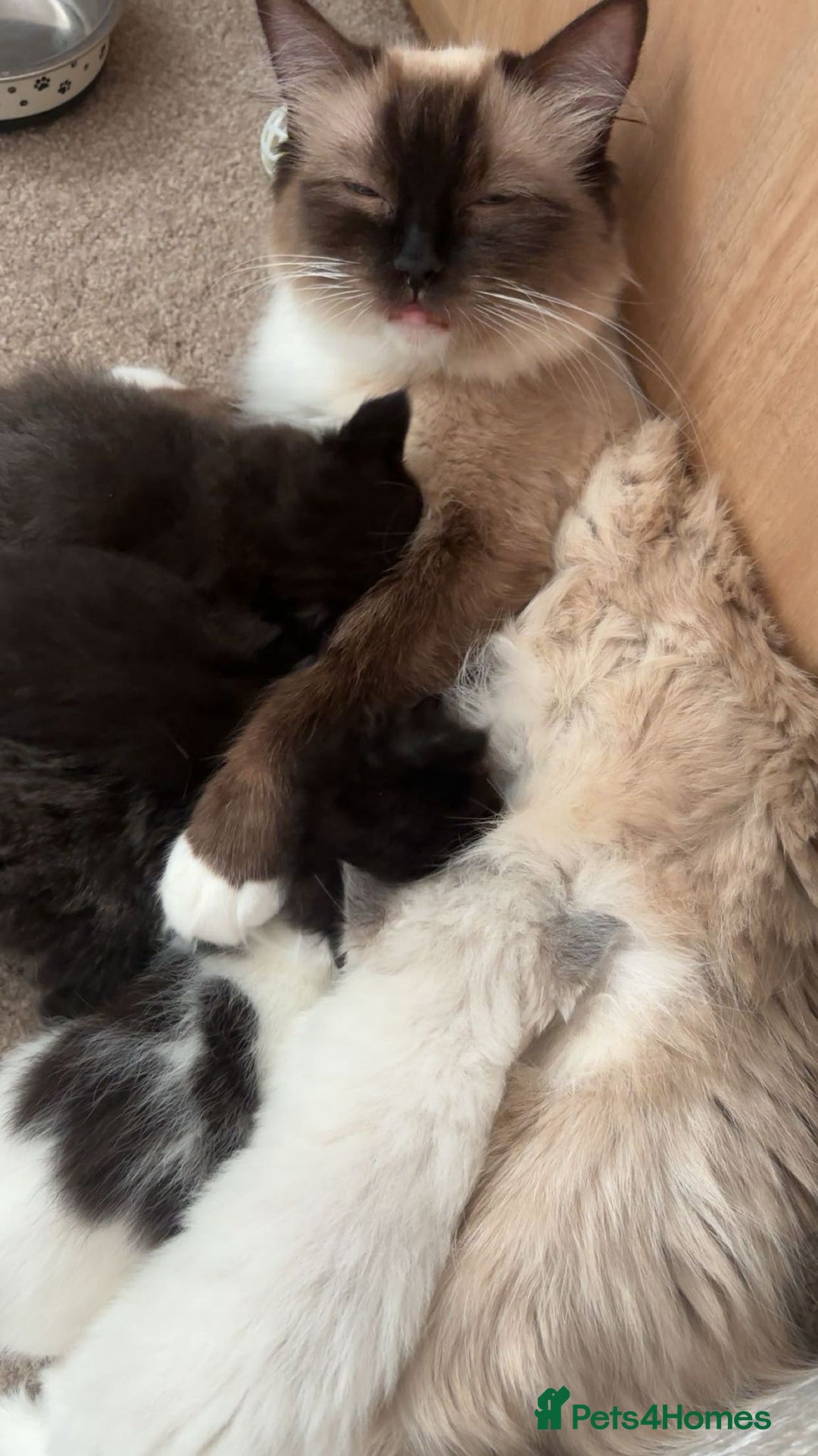 Ragdoll cats for sale: Ragdol mix 4 girls 1 boy - Image 16