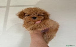 Toy Poodle dogs for sale: Extremely rare blue tiny Kc Reg Toy Poodle Puppy! - Image 28