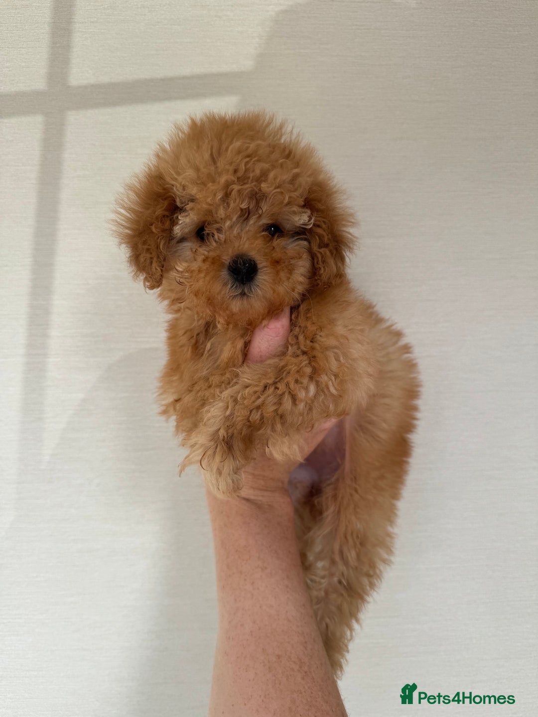 Toy Poodle dogs for sale: Extremely rare blue tiny Kc Reg Toy Poodle Puppy! - Image 28