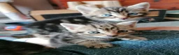 Mixed Breed cats for sale: Beautiful kittens  - Advert 8