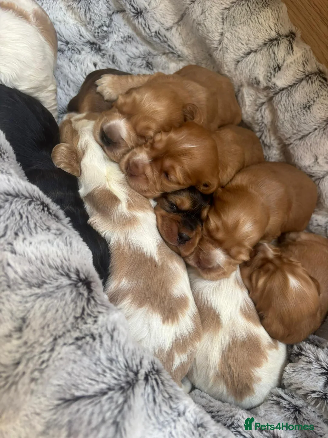 Cocker Spaniel dogs for sale: Show-Type Cocker Spanials in Hinckley - Advert 1