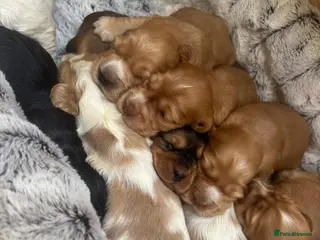 Cocker Spaniel dogs Show-Type Cocker Spanials - Advert 2