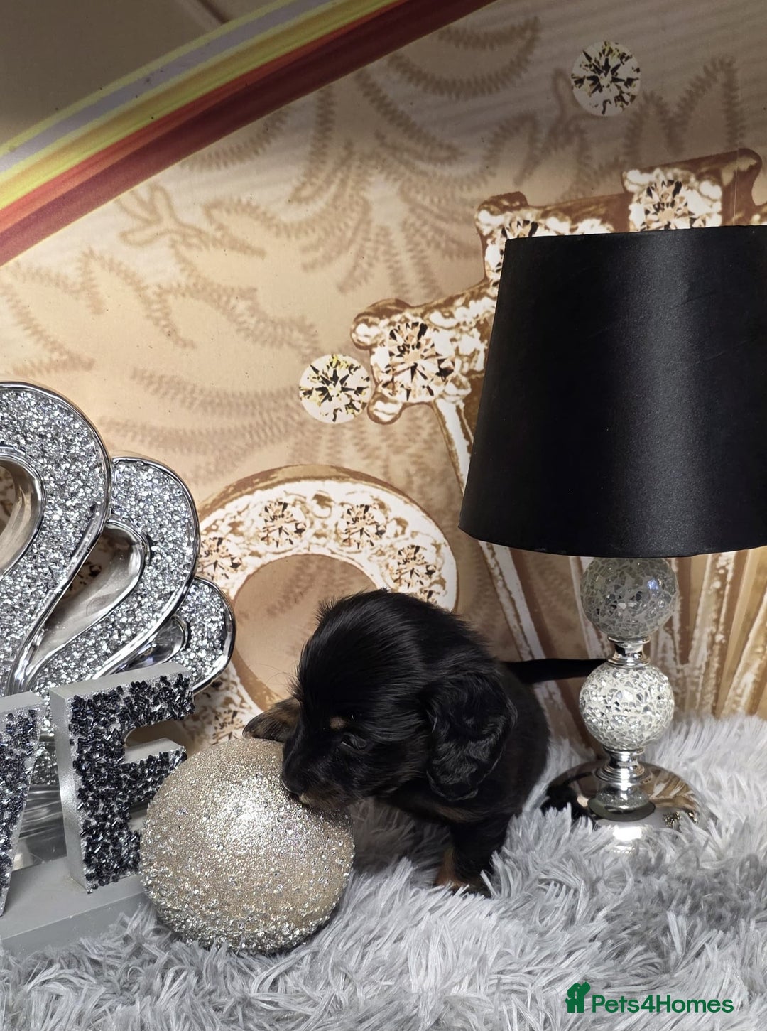 Miniature Dachshund dogs for sale: Adorable KC long coat boys available  - Advert 11