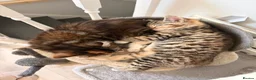 Mixed Breed cats for sale: Adorable fluffy kittens - Advert 4