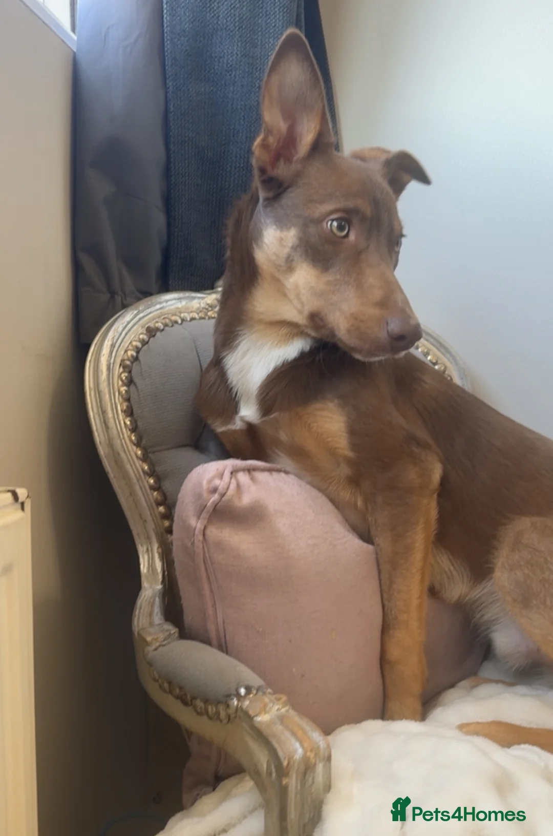 Mixed Breed dogs for stud: Border collie x kelpie for stud  - Advert 2