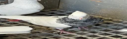 Pigeons birds for sale: Pigeons - Advert 15