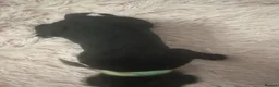 Cane Corso dogs for sale: Cane corso puppies - Advert 15