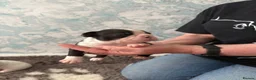 Boston Terrier dogs for sale: Stunning Boston Terriers Boys.  - Advert 24