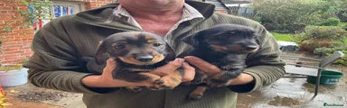 Jackshund 4