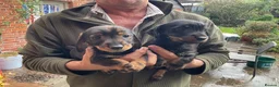 Jackshund dogs for sale:  Daxie Jack pups - Advert 3