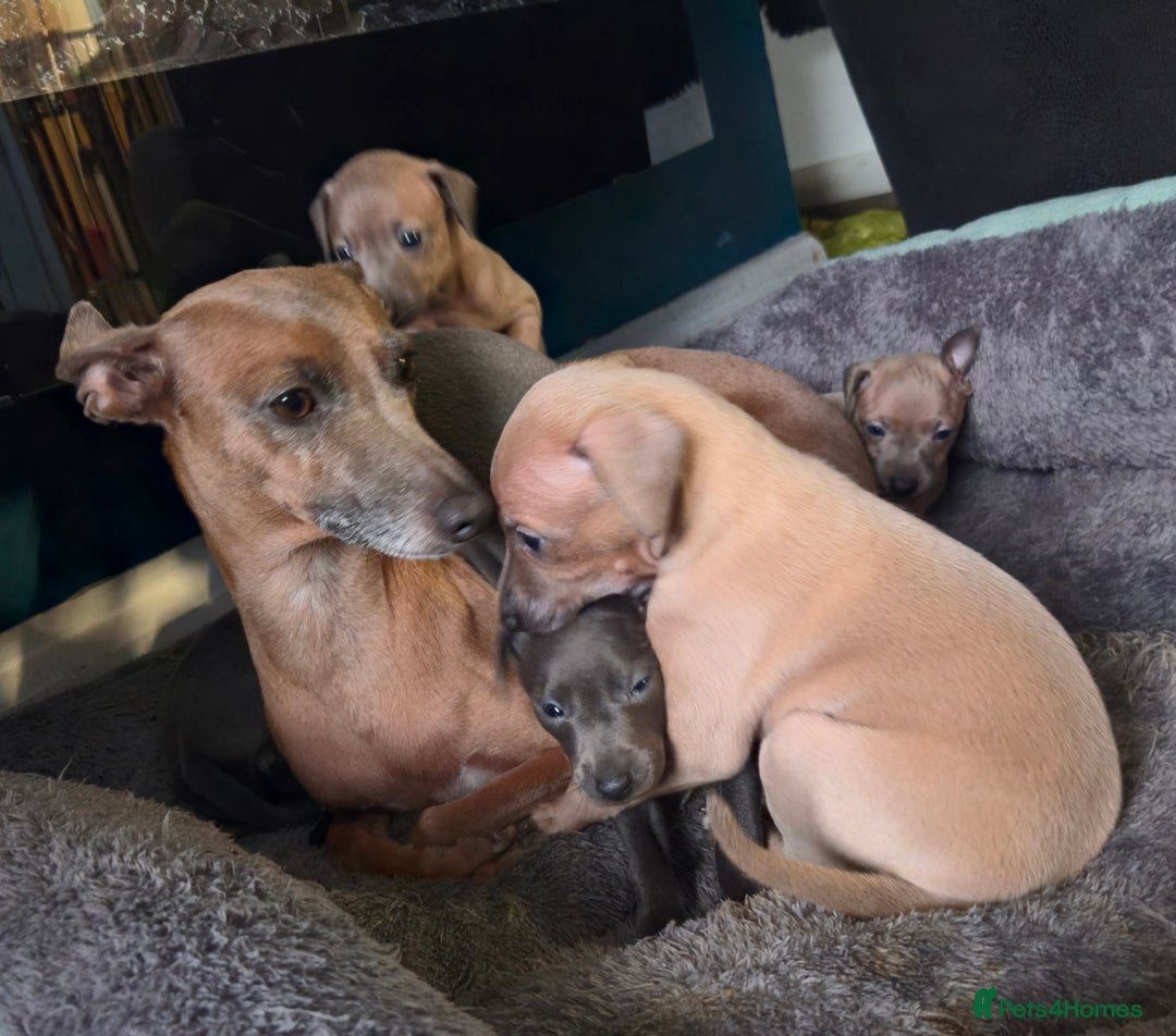 Italian Greyhound dogs for sale: Quality KC Registered Italian Greyhound puppies - Advert 6