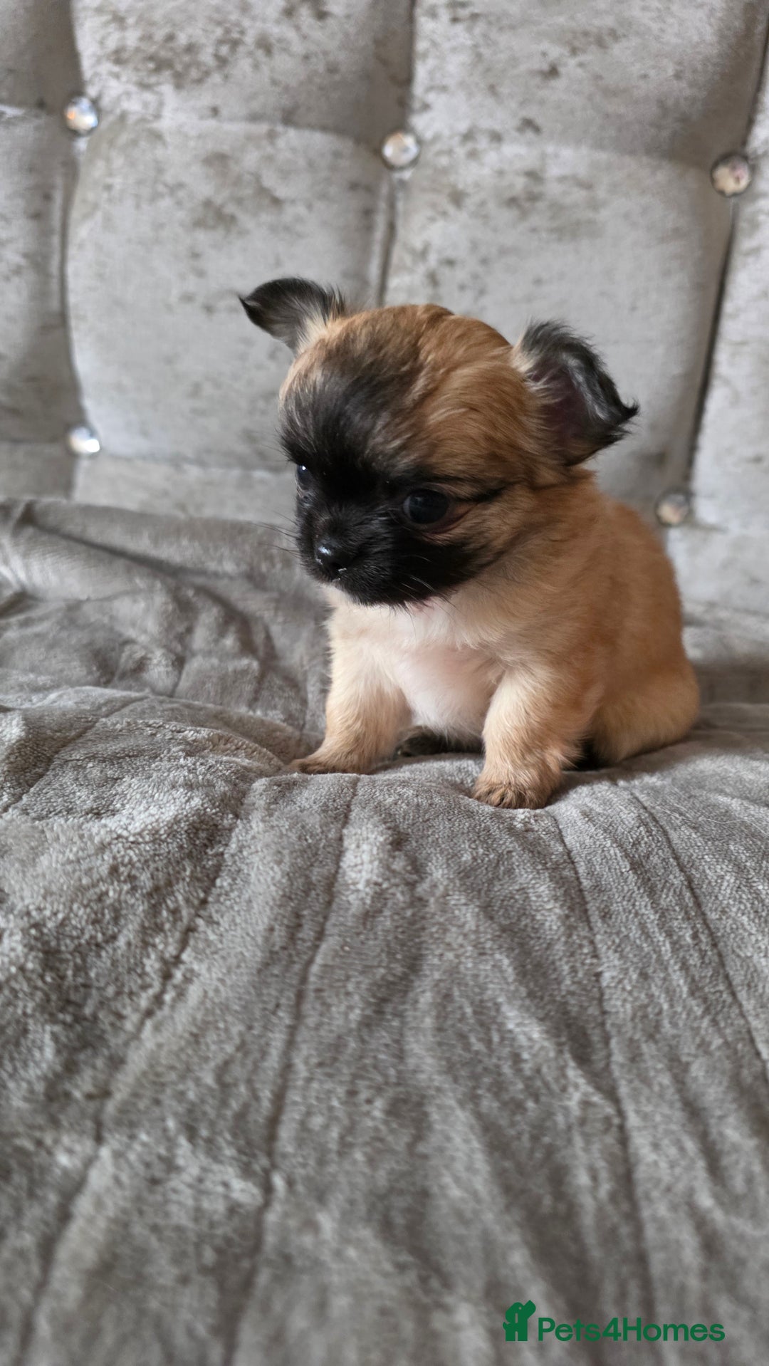 Chihuahua dogs for sale: Tiny Long-Haired Chihuahua Puppies - Image 10