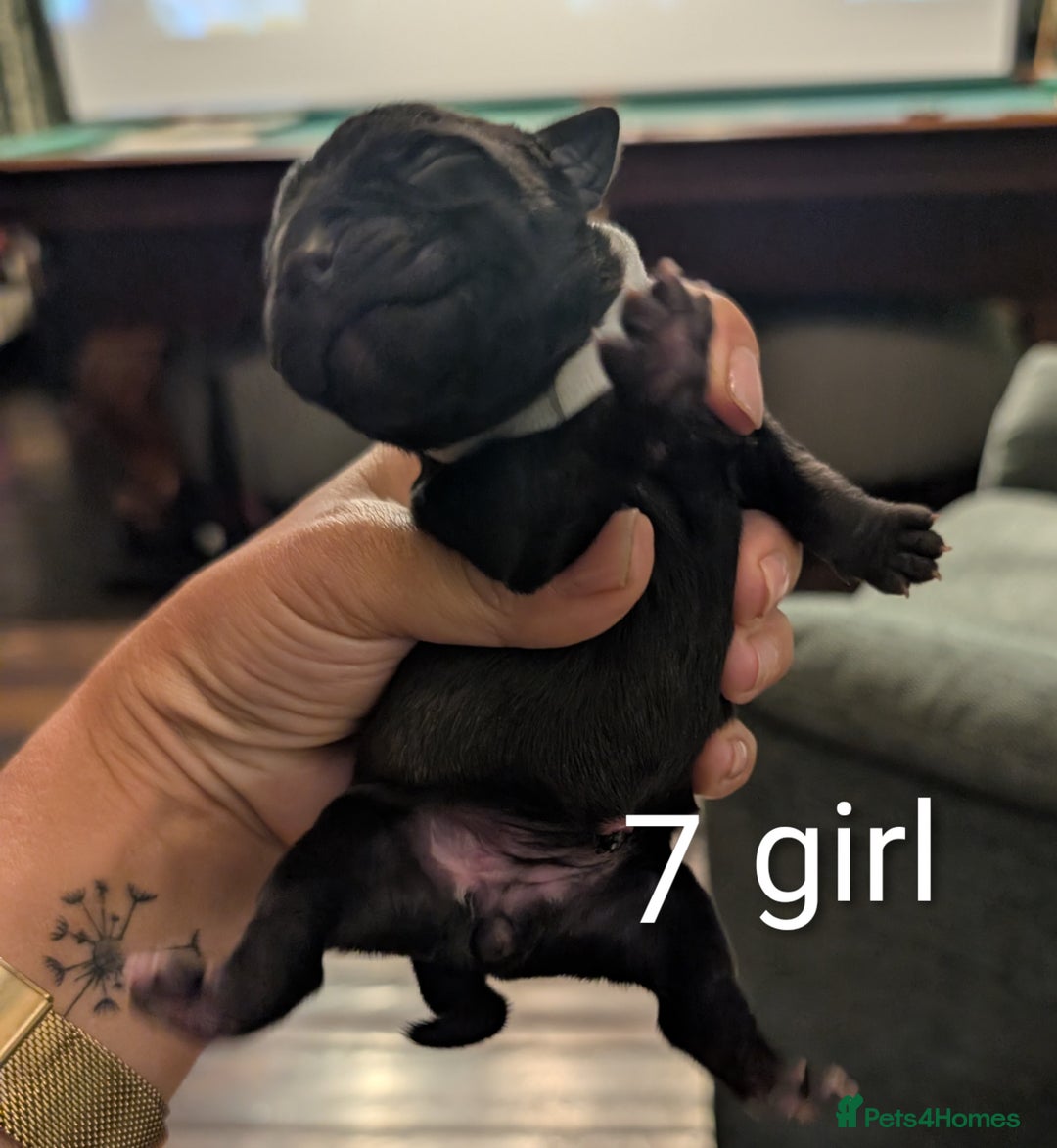 Staffordshire Bull Terrier dogs for sale: Ms/Mister - Image 22