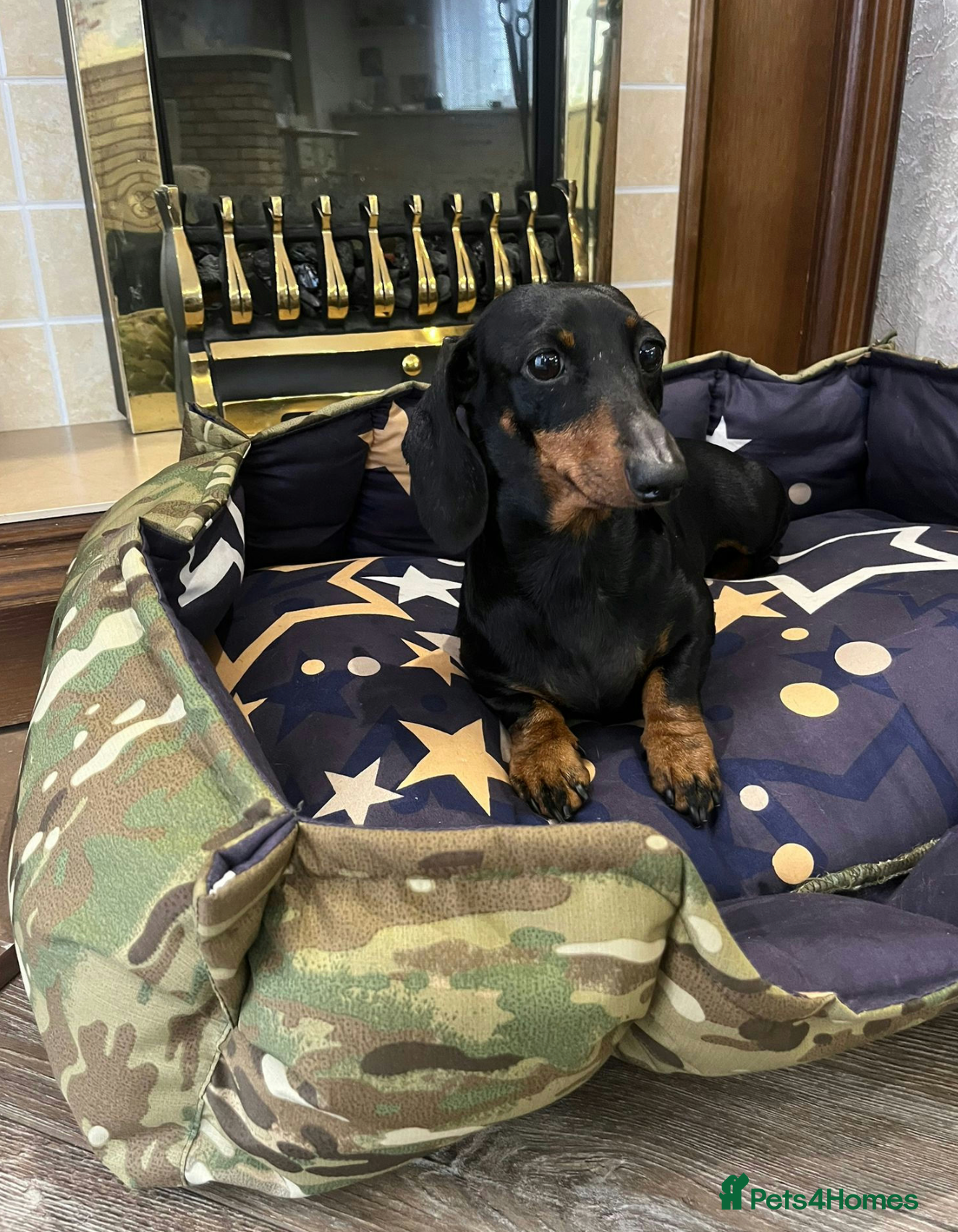 Dachshund dogs 🐾 BONA – Female Dachshund 🐾 - Advert 4