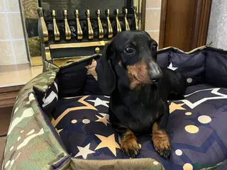 Dachshund dogs 🐾 BONA – Female Dachshund 🐾 - Advert 4