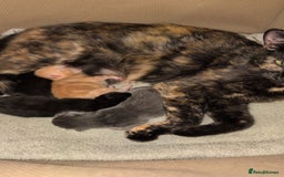 Domestic Shorthair cats for sale: Beautiful mix of kittens  - Image 2