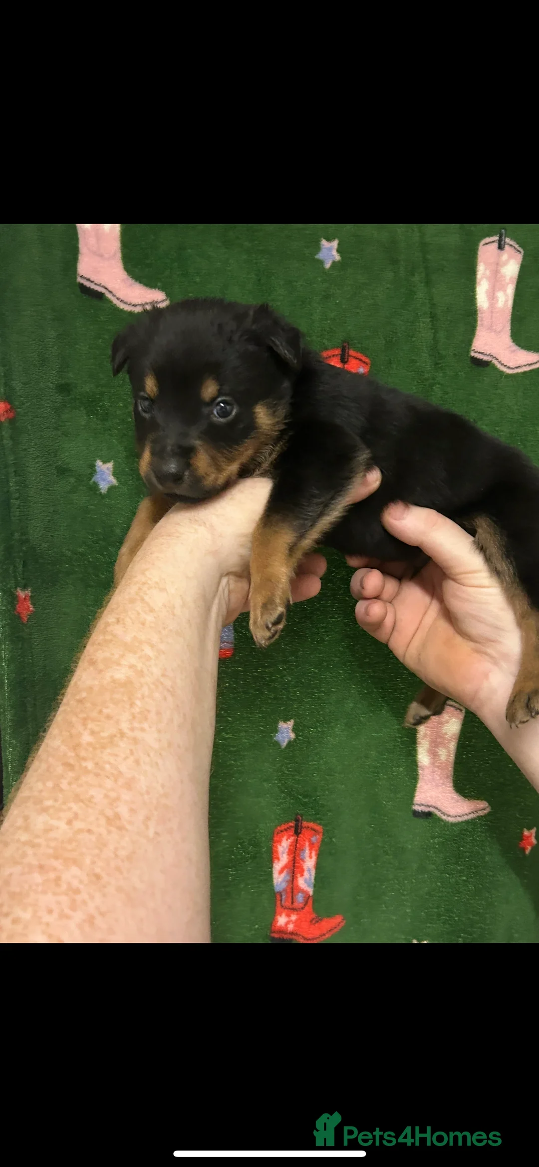 Mixed Breed dogs for sale: Swiss Shepherd Rottweiler  mix breed puppies - Advert 21