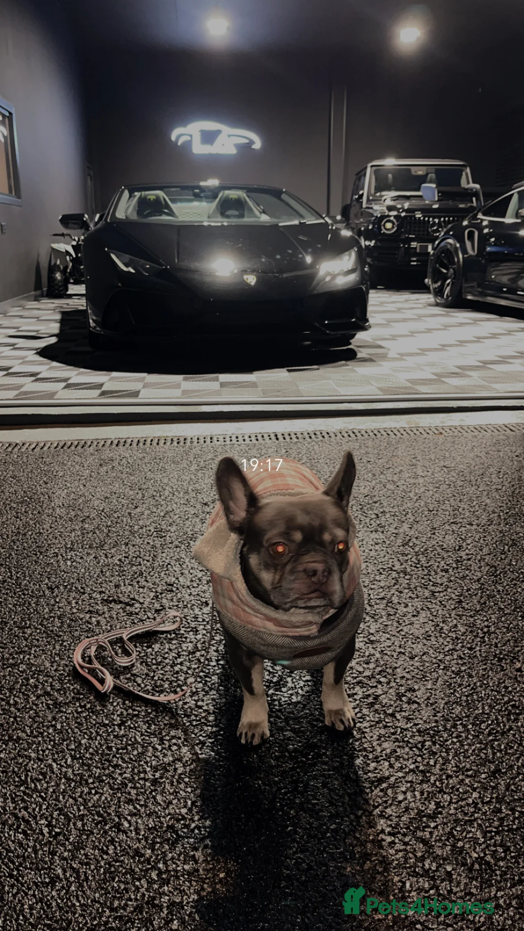 French Bulldog dogs for sale: French bulldog  - Advert 2