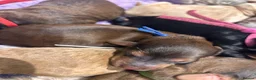 Cavapoo dogs for sale:  Merle Toy Cavapoo Puppies - Advert 29