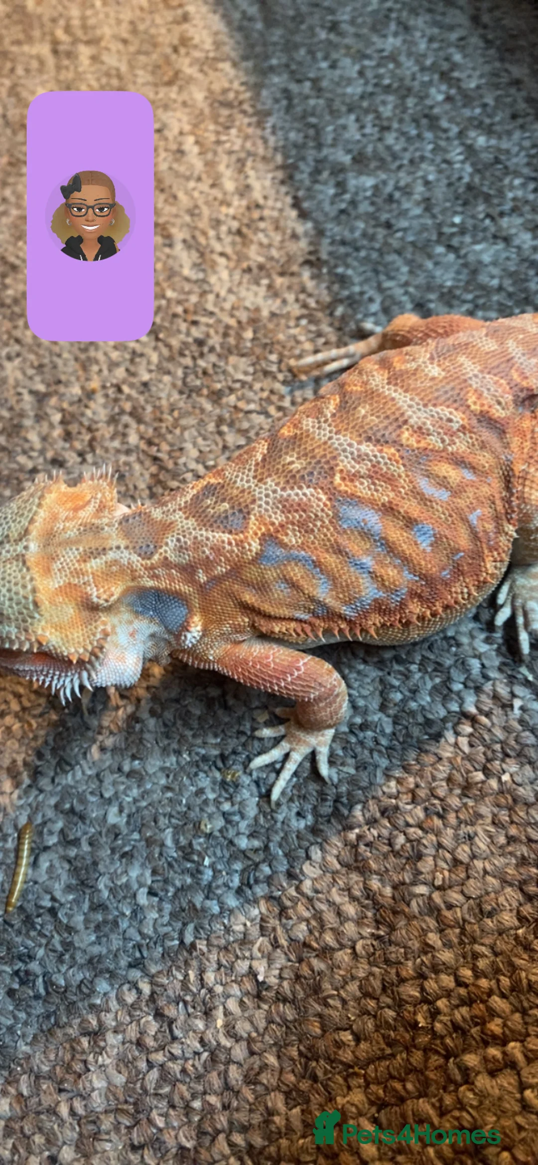Bearded Dragon reptiles for sale: red leatherback transparent bearded dragon  - Advert 2