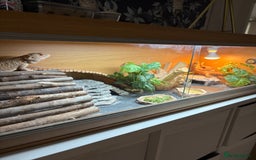 Bearded Dragon reptiles for sale: Loki bearded dragon - Image 2