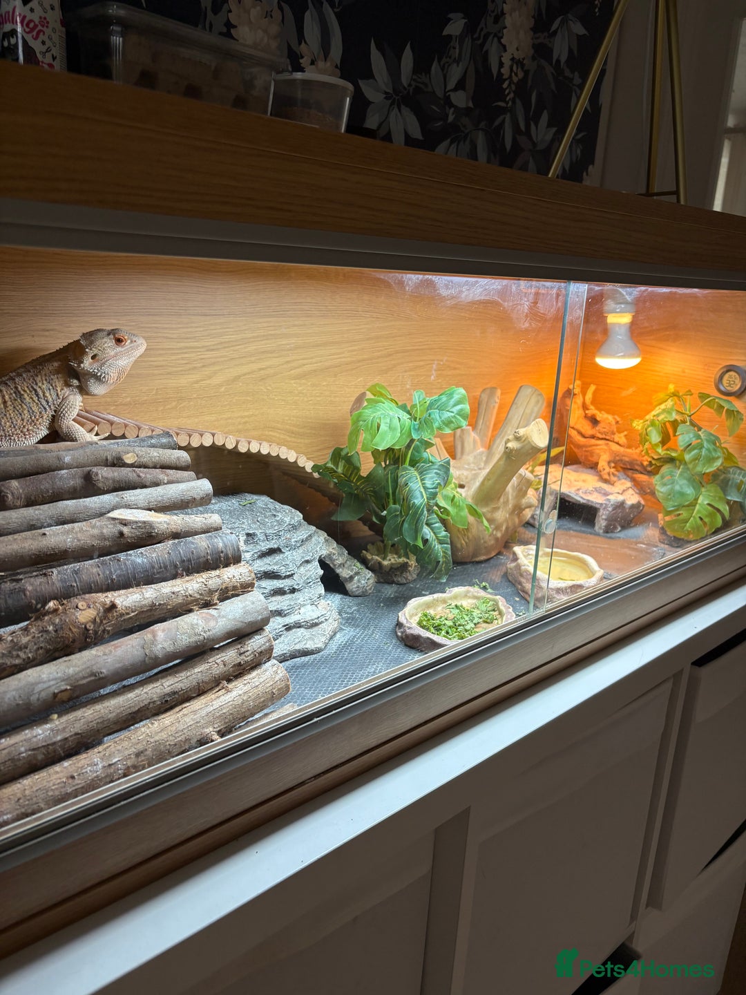 Bearded Dragon reptiles for sale: Loki bearded dragon - Image 2