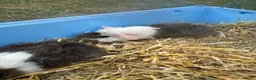 Guinea Pig rodents for sale: Baby guinea pigs  - Advert 3