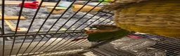 Conures birds for sale: Pineapple conure pair!! - Advert 14
