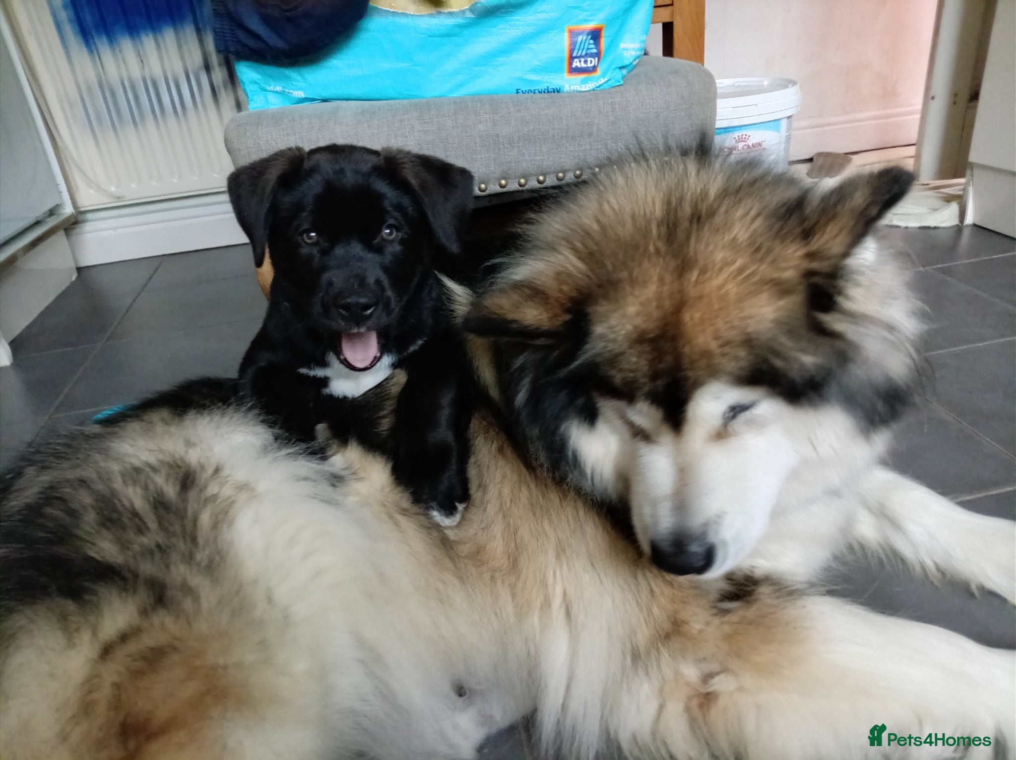 Mixed Breed dogs Alaskan Malamute X corso - Advert 6