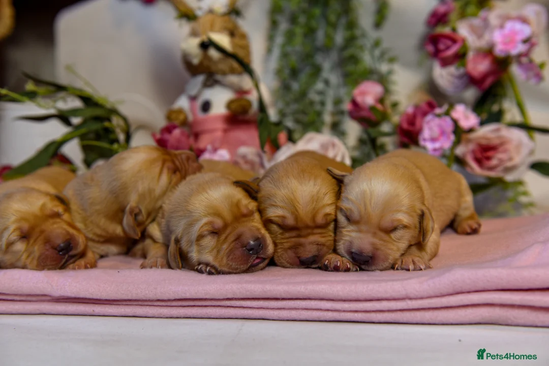 Goldador dogs for sale: Beautiful Red Goldador Puppys DNA Clear - Advert 2