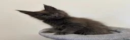 Maine Coon cats for sale: Pedigree GCCF Russian Kazakhstan import line - Advert 9