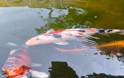 Pond Fish fish for sale: 3 Coin Carp + 1 Ghost Decent Sizes - Image 5