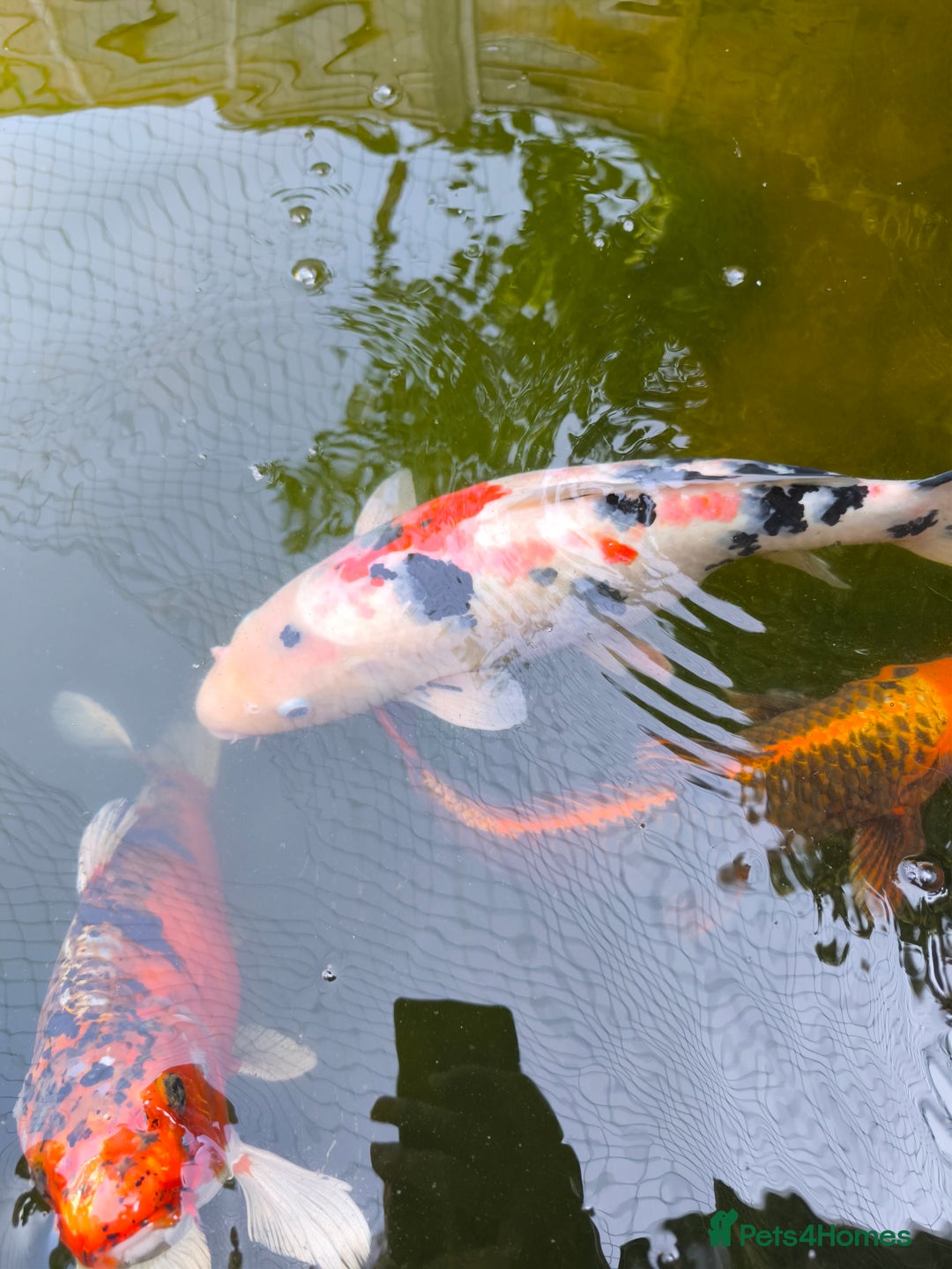 Pond Fish fish for sale: 3 Coin Carp + 1 Ghost Decent Sizes - Image 5