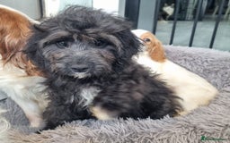 Cavapoo dogs for sale: F1 Cavapoo puppies - Image 13