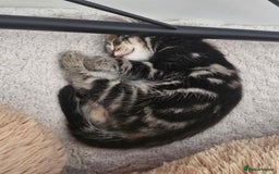 British Shorthair cats for sale: 🐱Four  Sisters Looking for Their Forever Homes!  - Image 9