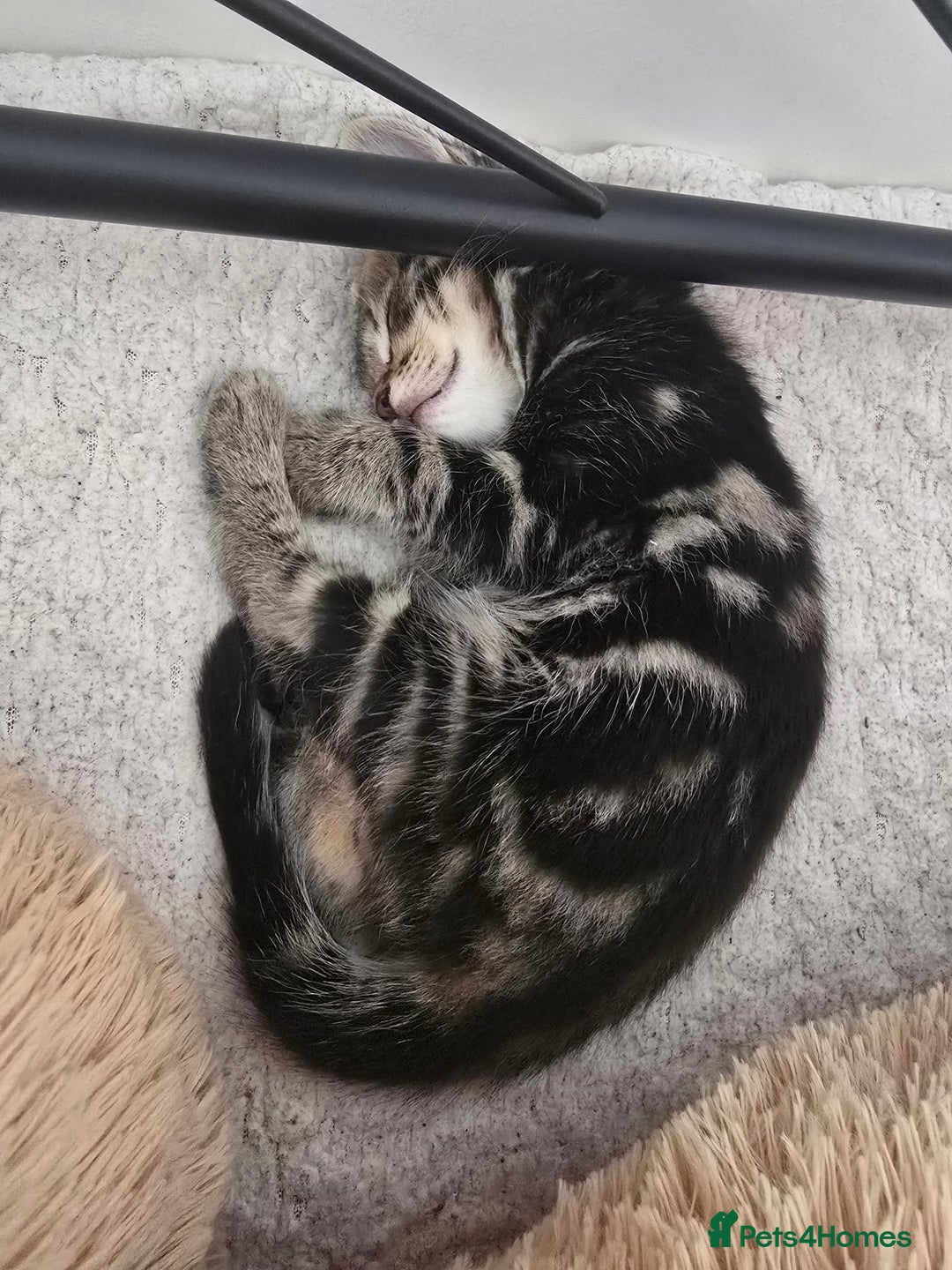 British Shorthair cats for sale: 🐱Four  Sisters Looking for Their Forever Homes!  - Image 9