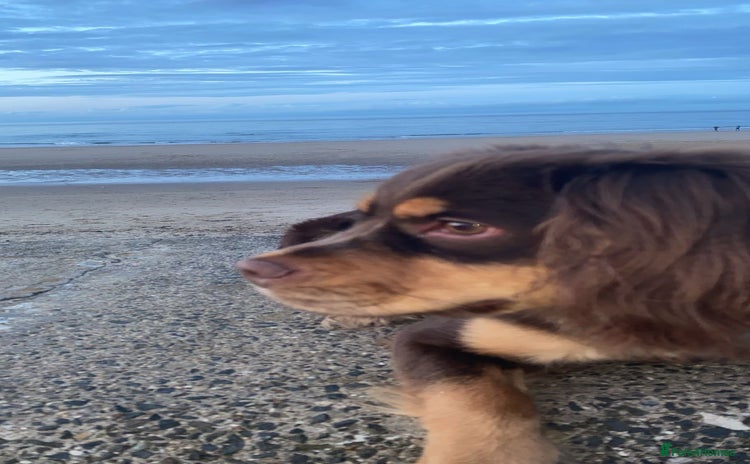 Mixed Breed dogs - Advert 3