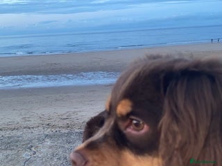 Mixed Breed dogs - Advert 31