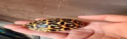 Tortoise reptiles for sale: Indian star tortoise  - Advert 17