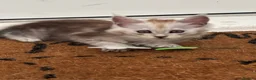 Maine Coon cats for sale: Cute Main coon boys girls kittens blue eyes  - Advert 5