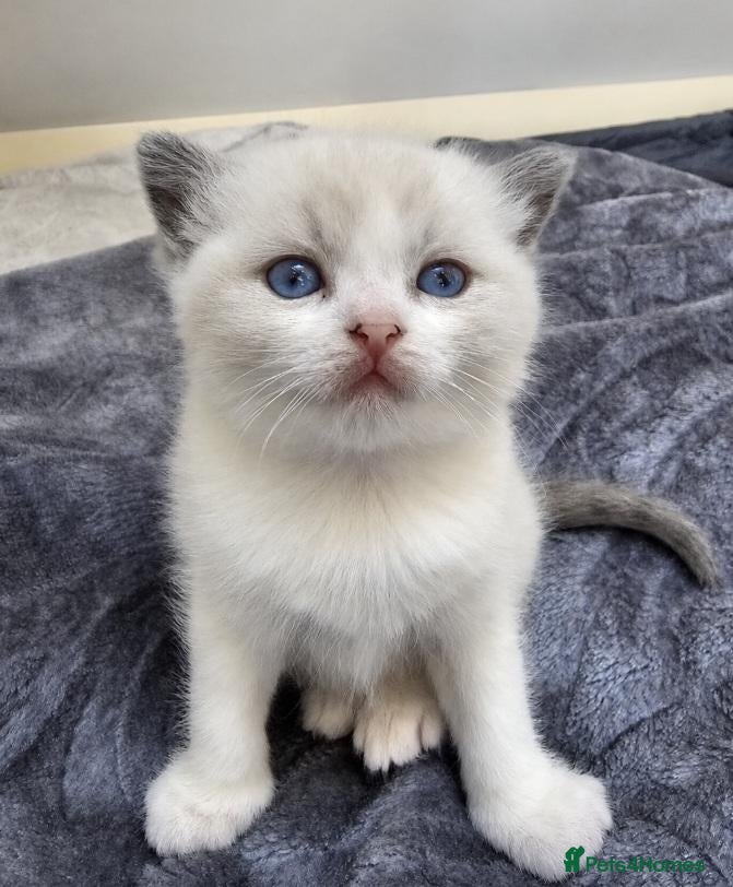 Ragdoll cats 🏆🥇Champion Bloodline🧸😻Ragdolls💖 - Advert 2