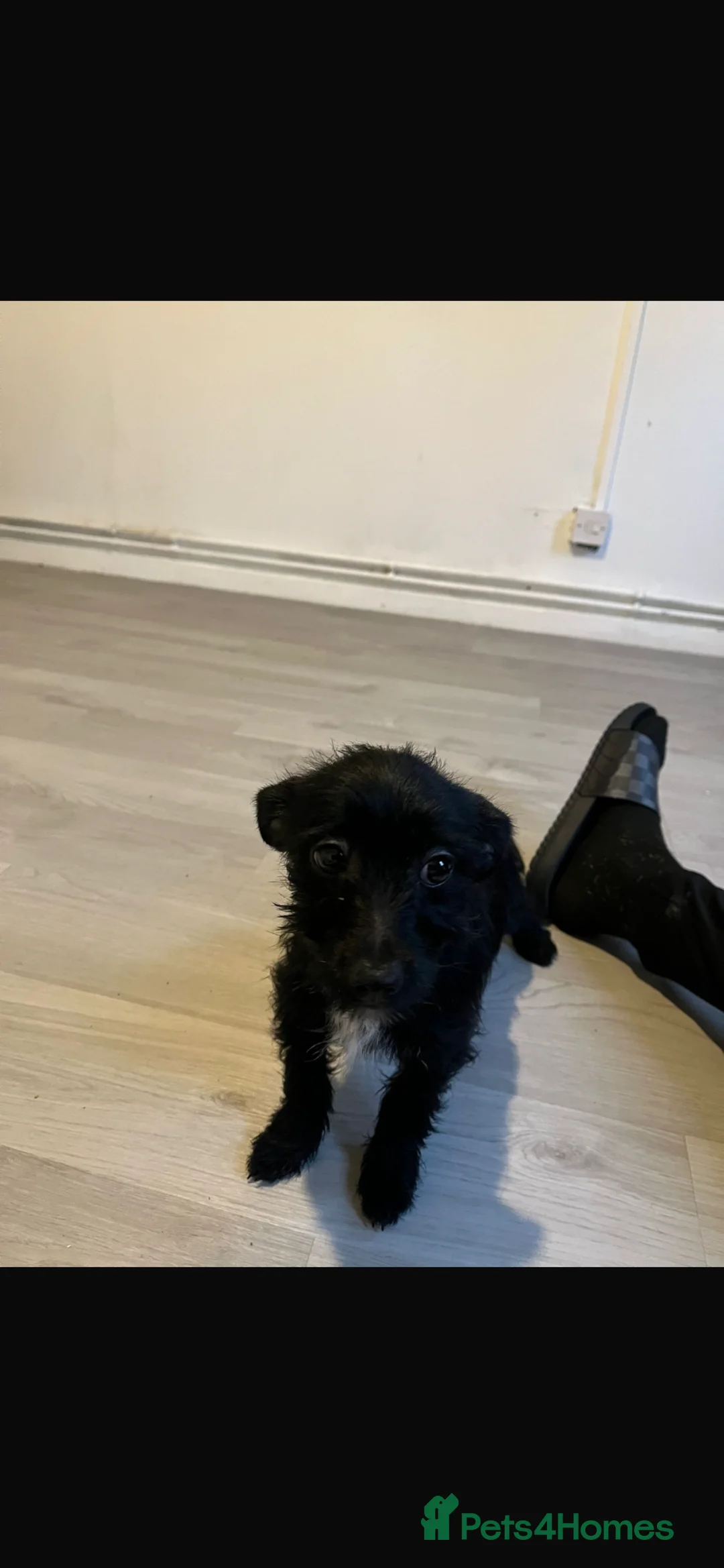 Jackapoo dogs for sale: Jackapoo female puppy for sale  in Walsall - Advert 4