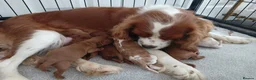 Cavalier King Charles Spaniel dogs for sale: Beautiful King Charles Spaniel Puppies  - Advert 5